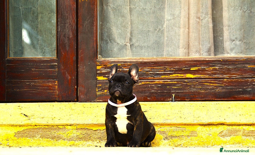 Bulldog Francese cani in vendita: Femmina Bringee  - Annuncio 12