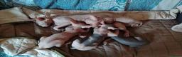 Sphynx gatti in vendita: Sphynx Elf Straight - Annuncio 2