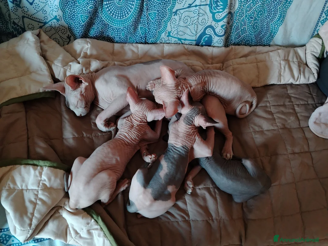 Sphynx gatti in vendita: Sphynx Elf Straight - Annuncio 2