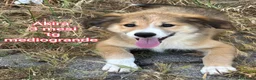 Meticcio cani in regalo: TROPPI CUCCIOLI SOLI IN RIFUGIO  a Provincia di Verona - Annuncio 9