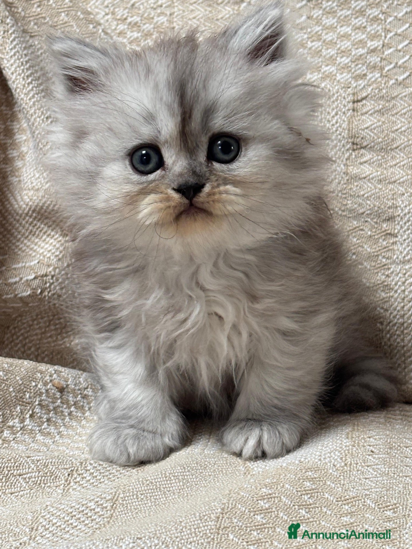 Persiano gatti Gattini cuccioli persiano  - Annuncio 6