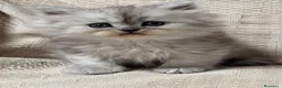 Persiano gatti in vendita: Gattini cuccioli persiano  - Annuncio 1