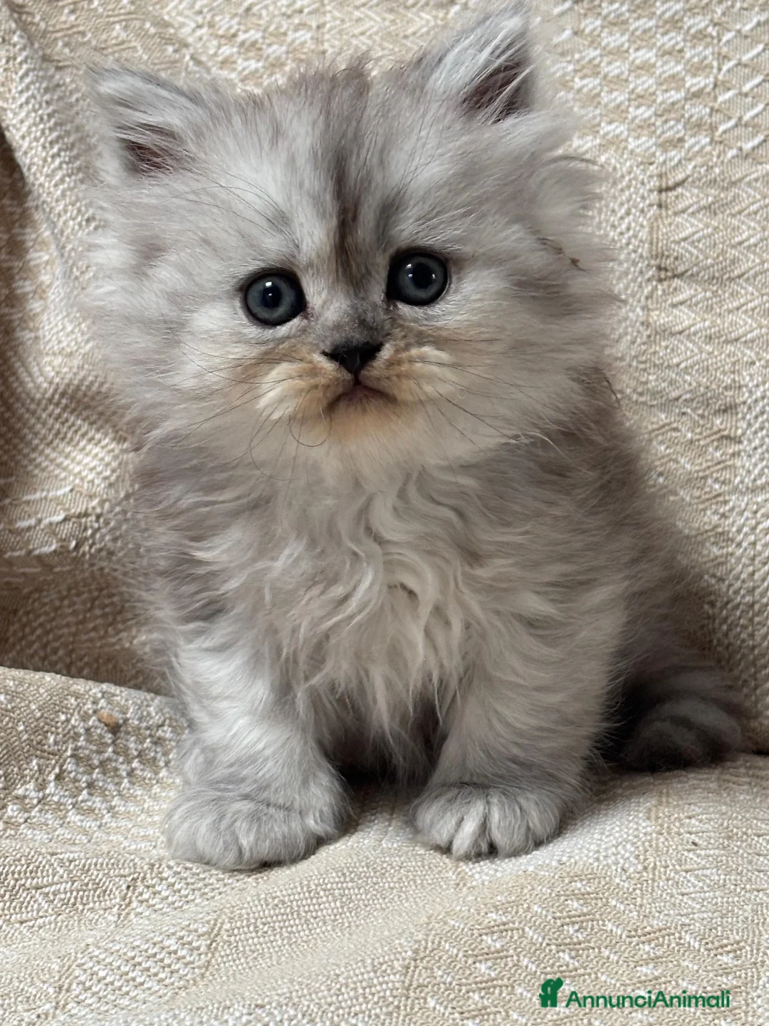 Persiano gatti in vendita: Gattini cuccioli persiano  - Annuncio 1