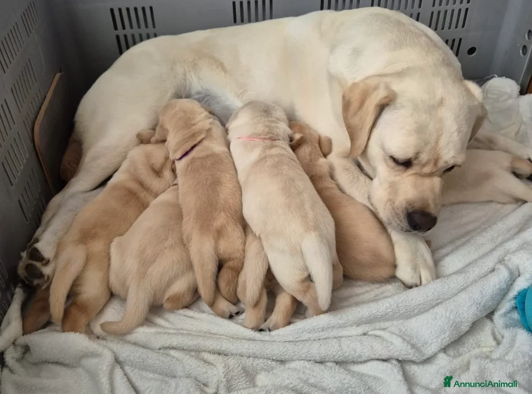 Labrador cani in vendita: Cuccioli Labrador Retriever - Annuncio 1