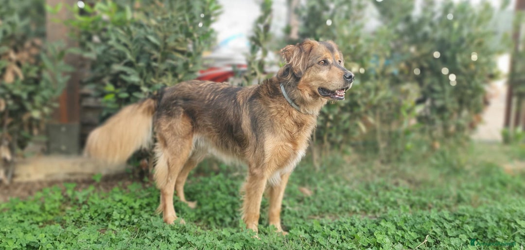 Meticcio cani in regalo: FIDEL un ragazzone che merita una casa sua a Pomezia - Annuncio 3