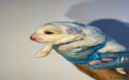 Altre razze cani in regalo: 🆘 CUCCIOLI CERCANO CASA  - Immagine 7