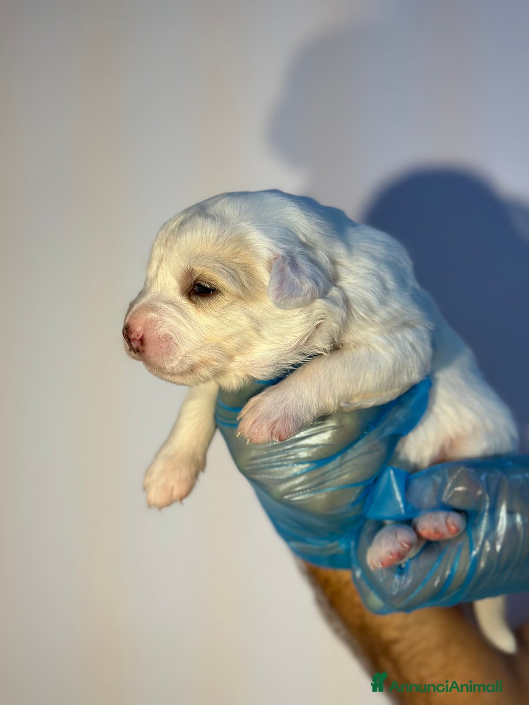 Altre razze cani in regalo: 🆘 CUCCIOLI CERCANO CASA  - Immagine 7
