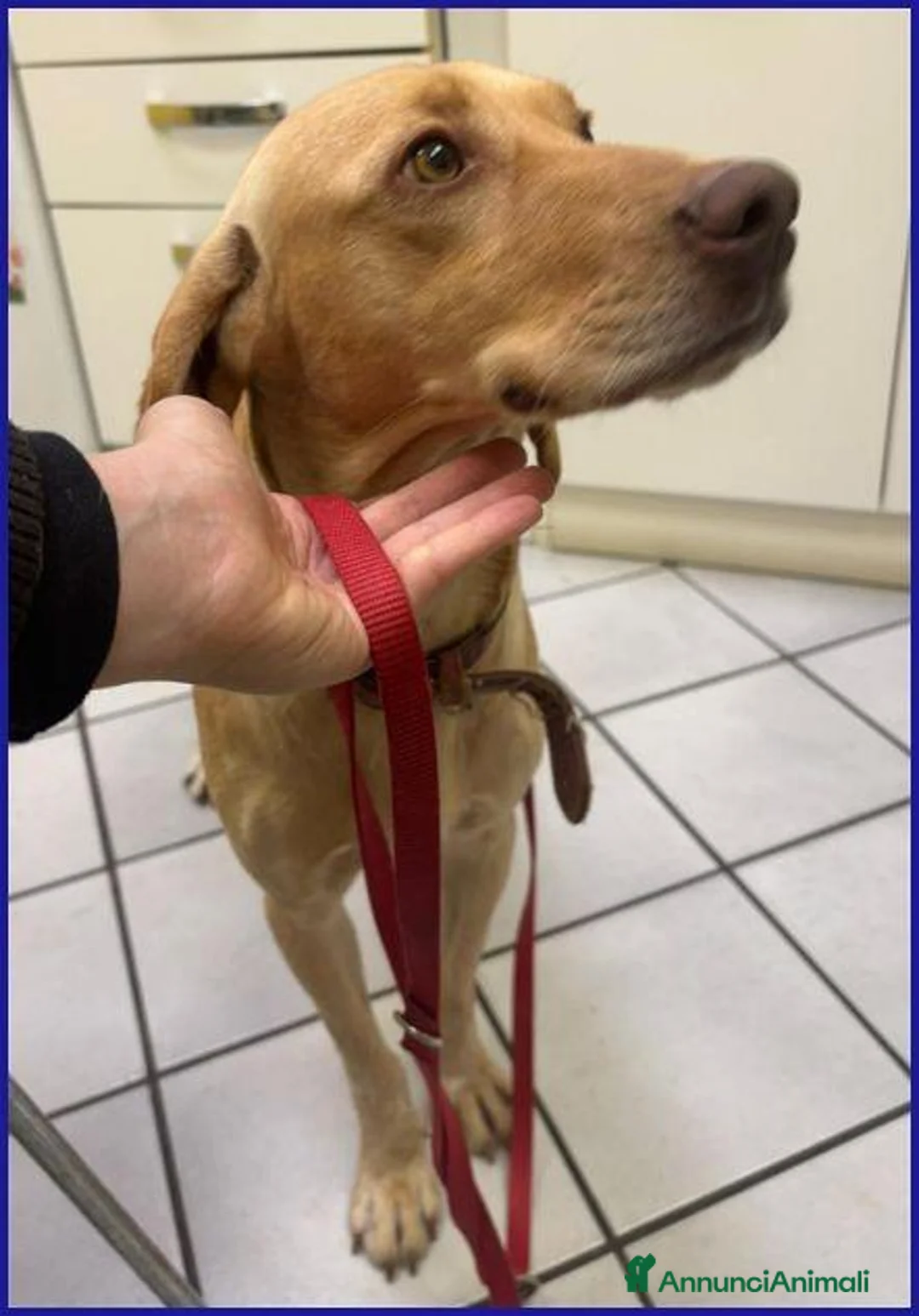 Meticcio cani in regalo: BAGIGIO splendido cucciolone a Città metropolitana di Milano - Annuncio 2