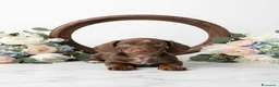 Bassotto cani in vendita: Bassotti cuccioli  - Annuncio 5