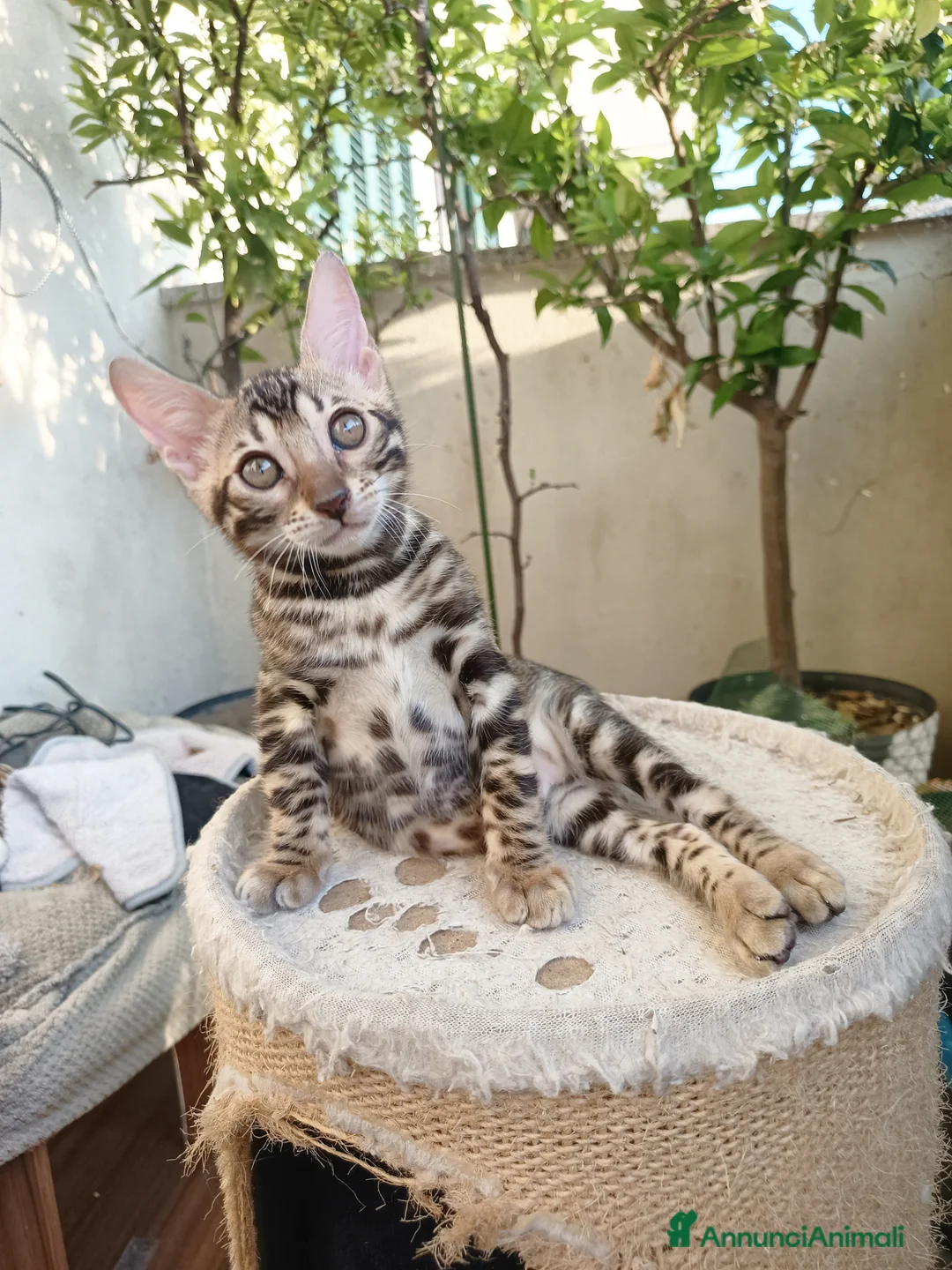 Bengala gatti in vendita: le feminucce del Selected Breed 🥰 - Annuncio 1