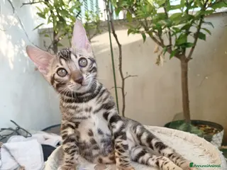Bengala gatti le feminucce del Selected Breed 🥰 - Annuncio 2