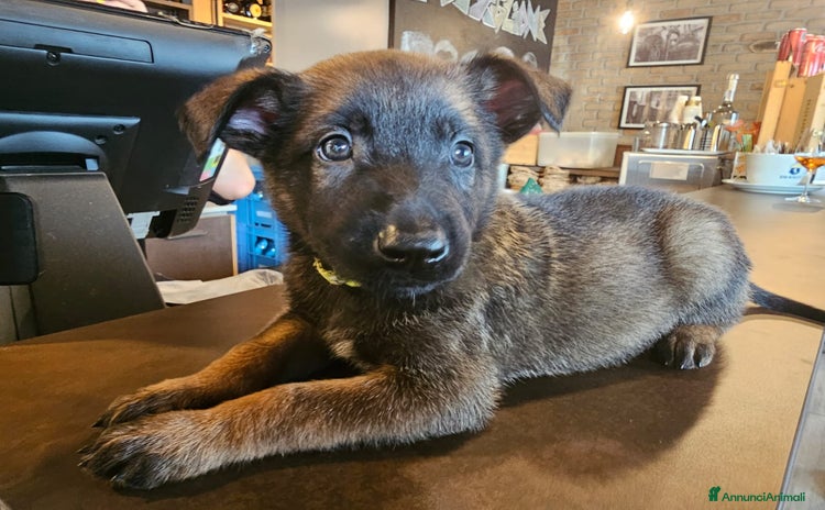 Pastore Belga cani a Venedig - Annuncio 11
