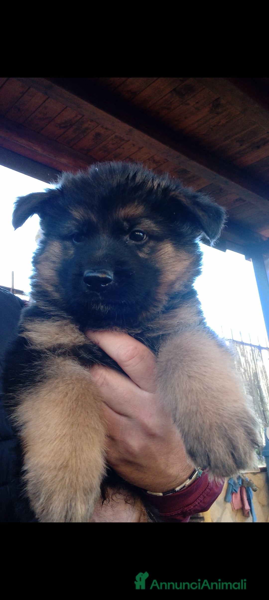 Pastore Tedesco cani in vendita: Cucciola di Pastore Tedesco  - Annuncio 3