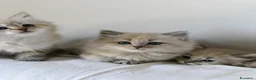 Siberiano gatti in vendita: Cuccioli Neva Masquerade Siberiano pedigree Anfi - Annuncio 5
