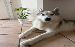 Husky cani per accoppiamento: Cerco femmina Husky a Provincia di Rimini - Immagine 4