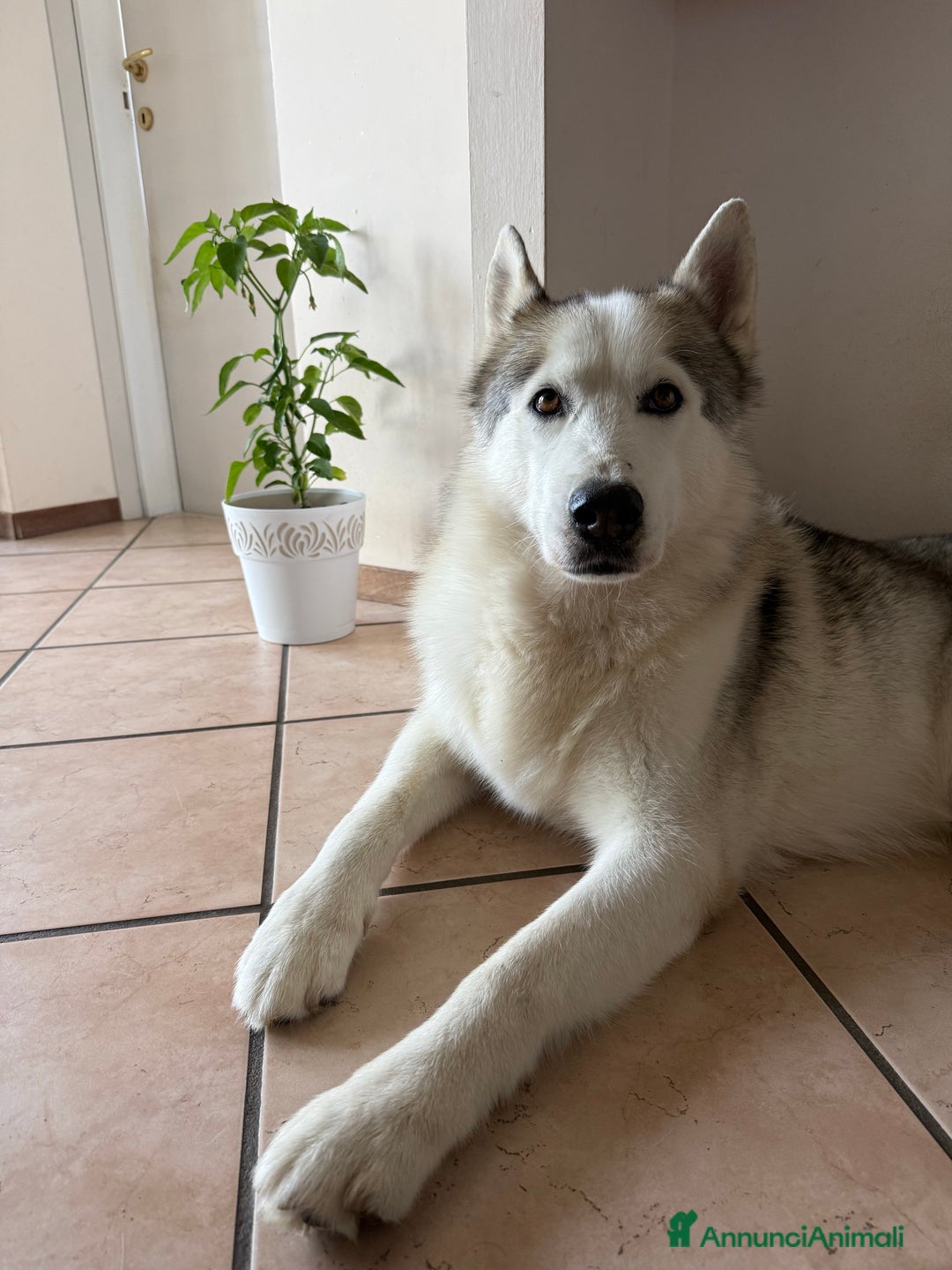 Husky cani per accoppiamento: Cerco femmina Husky a Provincia di Rimini - Immagine 4