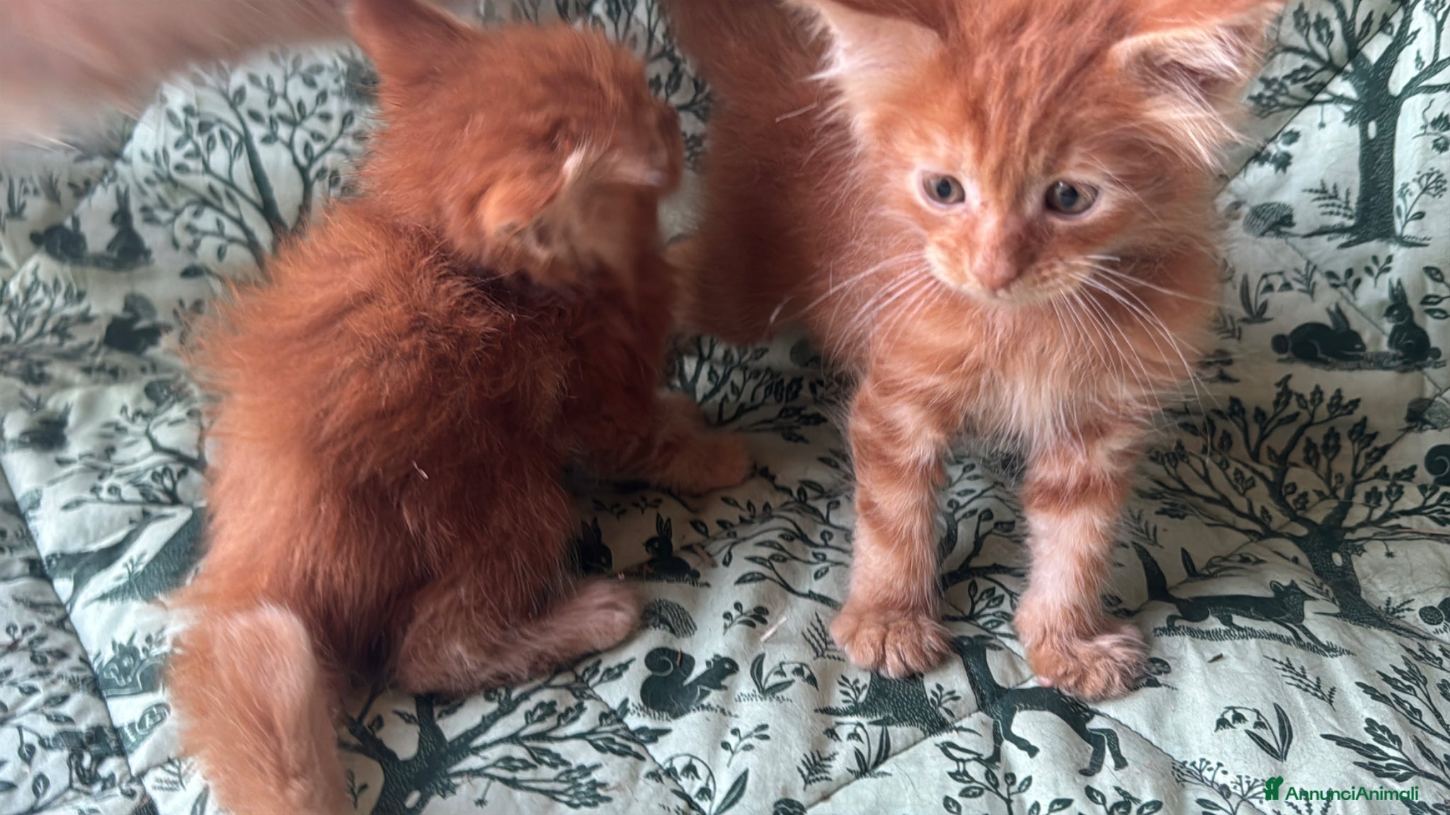 Maine Coon gatti in vendita: Cuccioli di maine coon rossi  - Annuncio 4