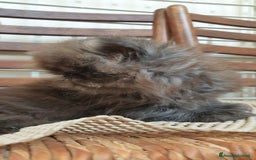 Persiano gatti in vendita: Cucciolo persiano ipertipico maschio a Provincia di Brindisi - Immagine 5