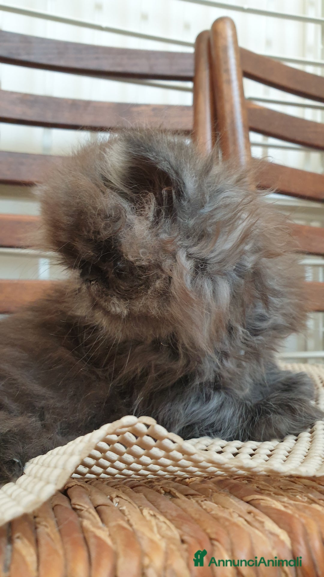 Persiano gatti in vendita: Cucciolo persiano ipertipico maschio a Provincia di Brindisi - Immagine 5