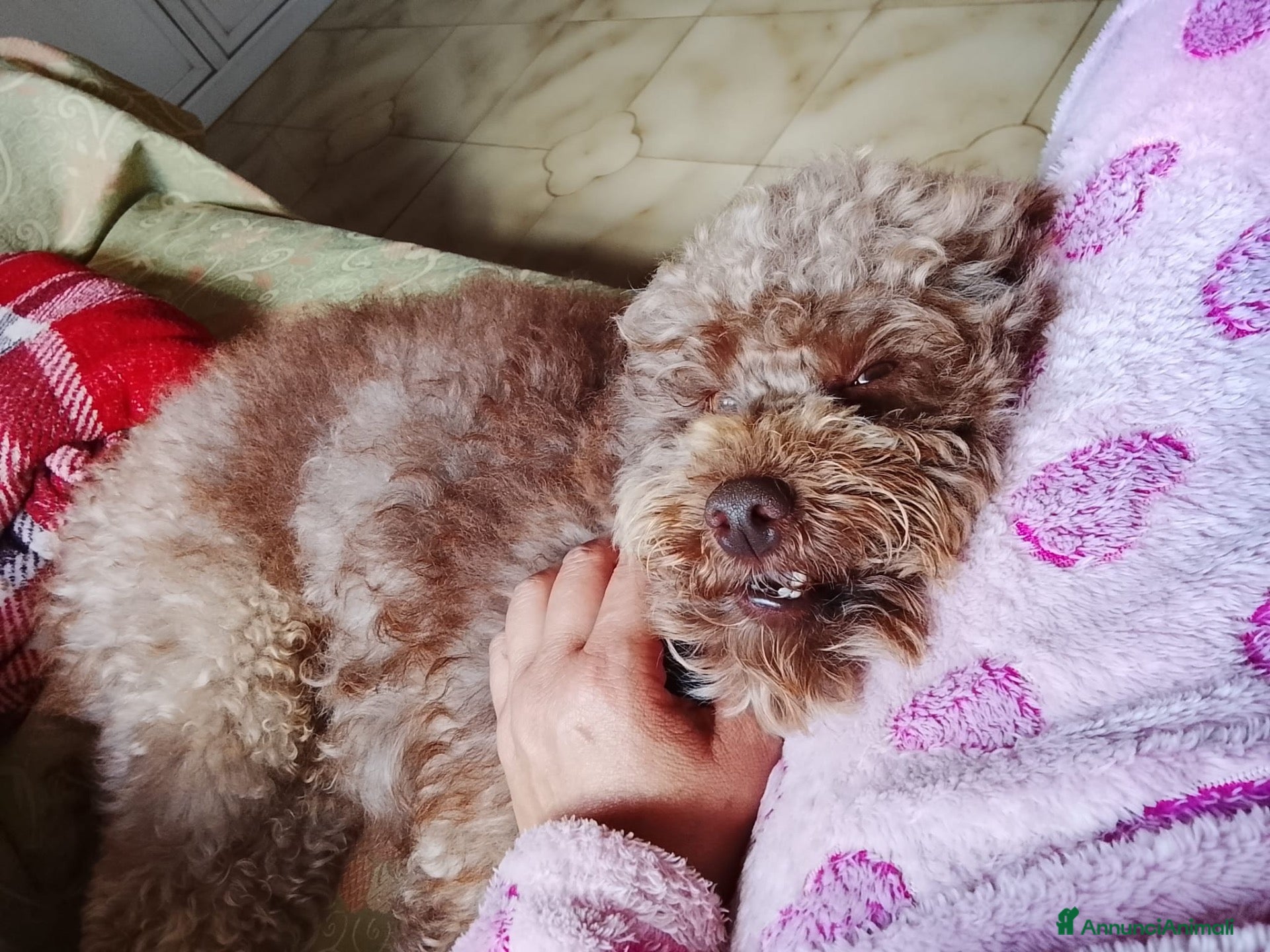 Barboncino cani Leo dolcissimo barboncino  - Annuncio 1