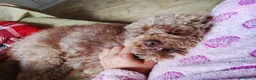 Barboncino cani in regalo: Leo dolcissimo barboncino  - Annuncio 1