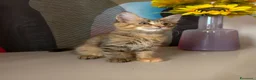 Maine Coon gatti in vendita: Dolcissima cucciola Maine coon  - Annuncio 9