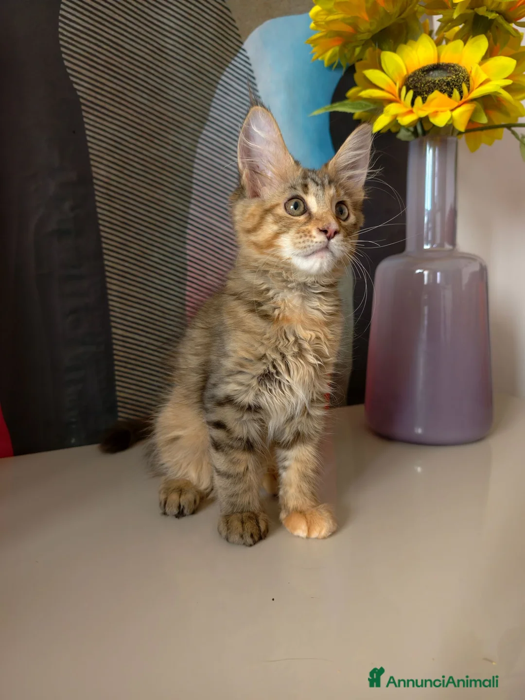 Maine Coon gatti in vendita: Dolcissima cucciola Maine coon  - Annuncio 9