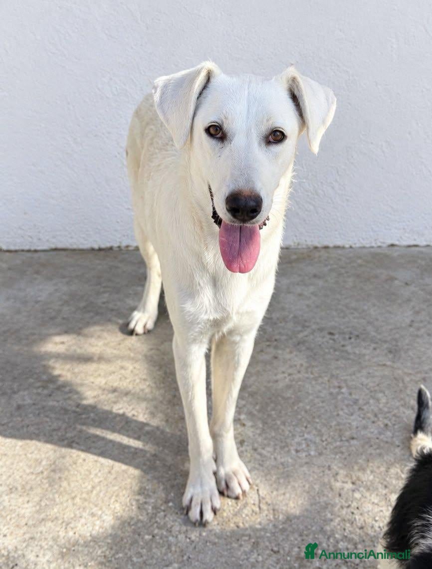 Meticcio cani Grecia - Annuncio 5