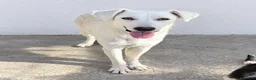 Meticcio cani in regalo: Grecia - Annuncio 1