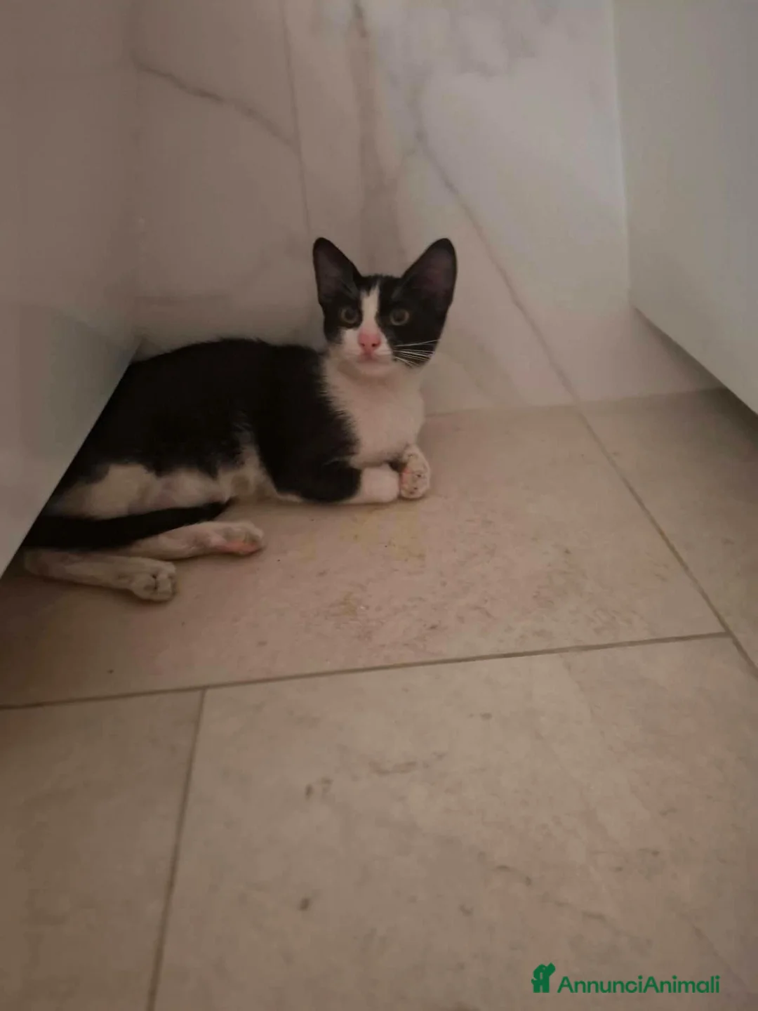 Meticcio gatti in regalo: Burrito in adozione - Annuncio 5