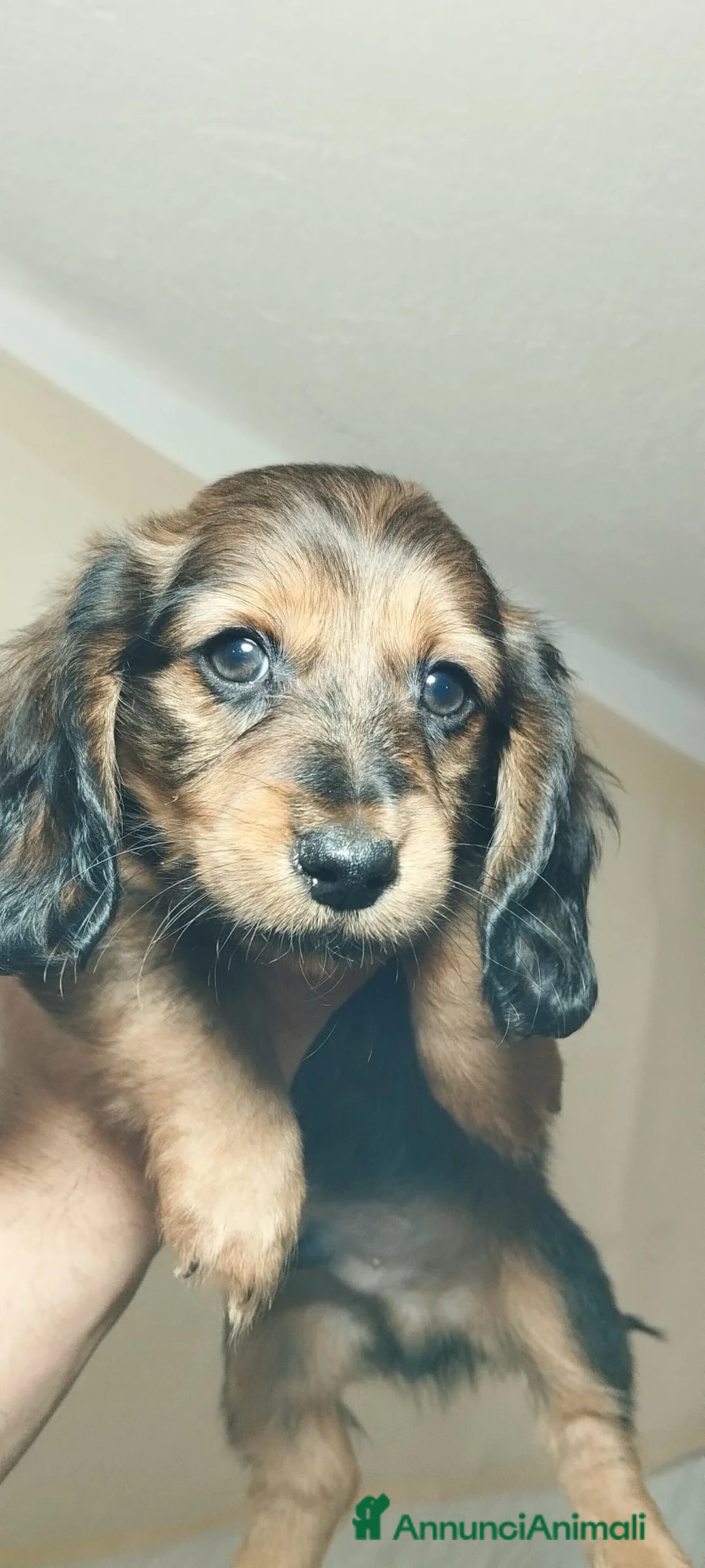 Bassotto cani in vendita: Bassotti tedeschi  - Annuncio 1