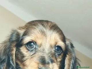 Bassotto cani Bassotti tedeschi - Annuncio 1