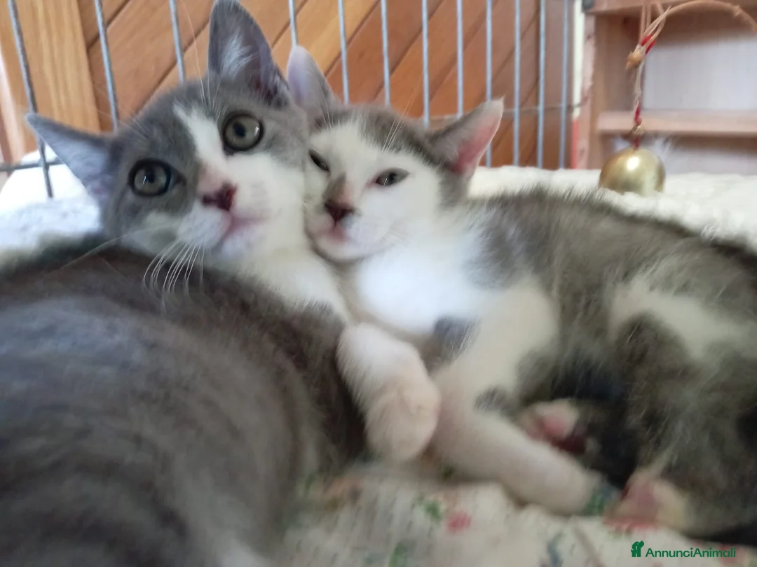 Europeo gatti in regalo: gattine sorelle 2 mesi ADOZIONE DI COPPIA❤️ - Annuncio 1
