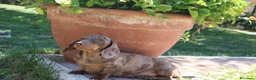 Bassotto cani in vendita: Cuccioli di bassotto - Annuncio 1