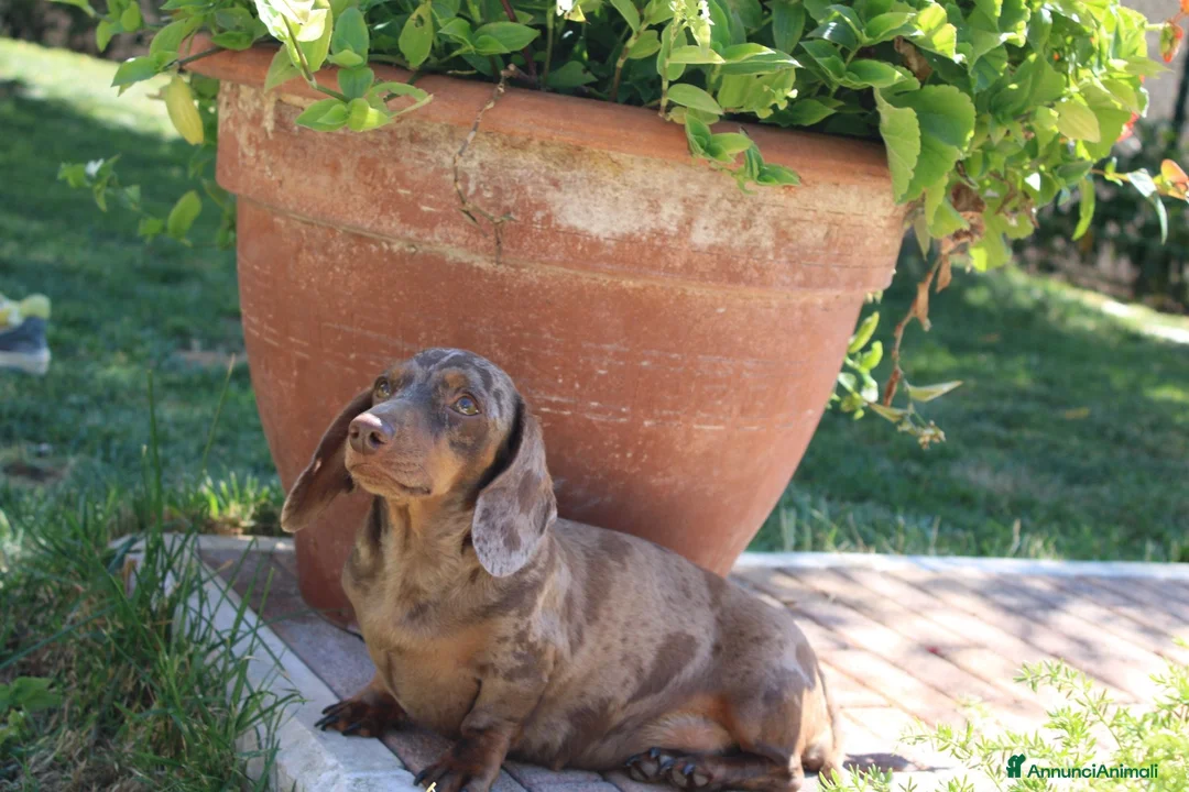 Bassotto cani in vendita: Cuccioli di bassotto - Annuncio 1