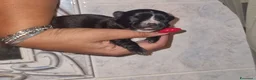 Chihuahua cani in vendita: Cuccioli di chihuahua  - Annuncio 4
