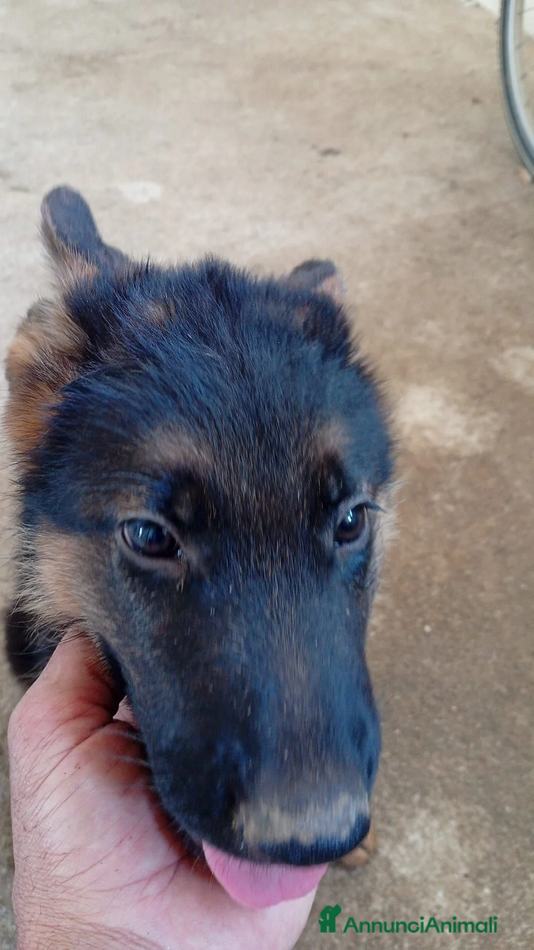 Pastore Tedesco cani in vendita: Pastore tedesco  - Annuncio 2