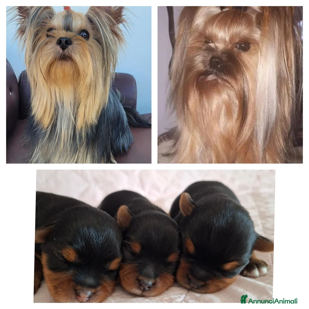 Yorkshire cani in vendita: Yorkshire Terrier cuccioli  - Annuncio 2