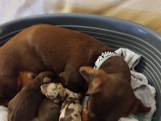 Bassotto cani BASSOTTI a pelo corto - Annuncio 1