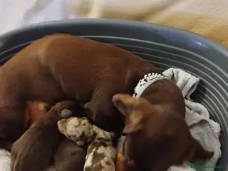 Bassotto cani BASSOTTI a pelo corto - Annuncio 16