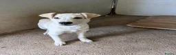 Meticcio cani in regalo: Cucciolo 3 mesi a Provincia di Varese - Annuncio 4