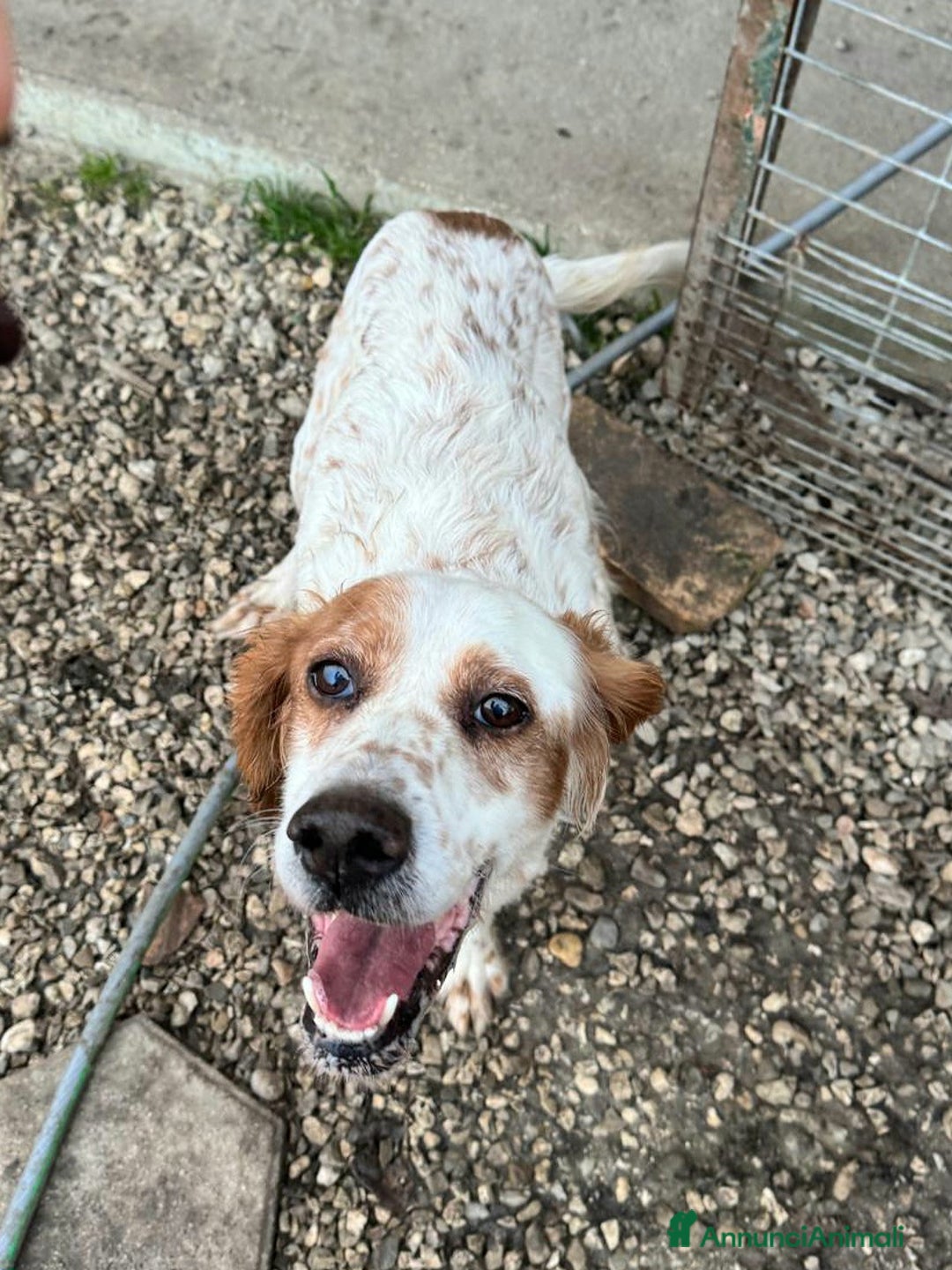 Setter Inglese cani in regalo: Diana 4 anni setter inglese - Annuncio 6