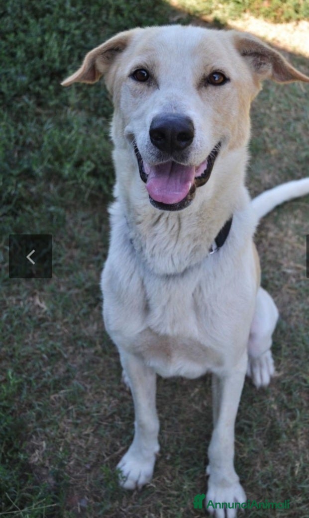 Meticcio cani Toby splendido 5anni salito 6mesi fa.PAVIA a Città Metropolitana di Milano - Annuncio 2