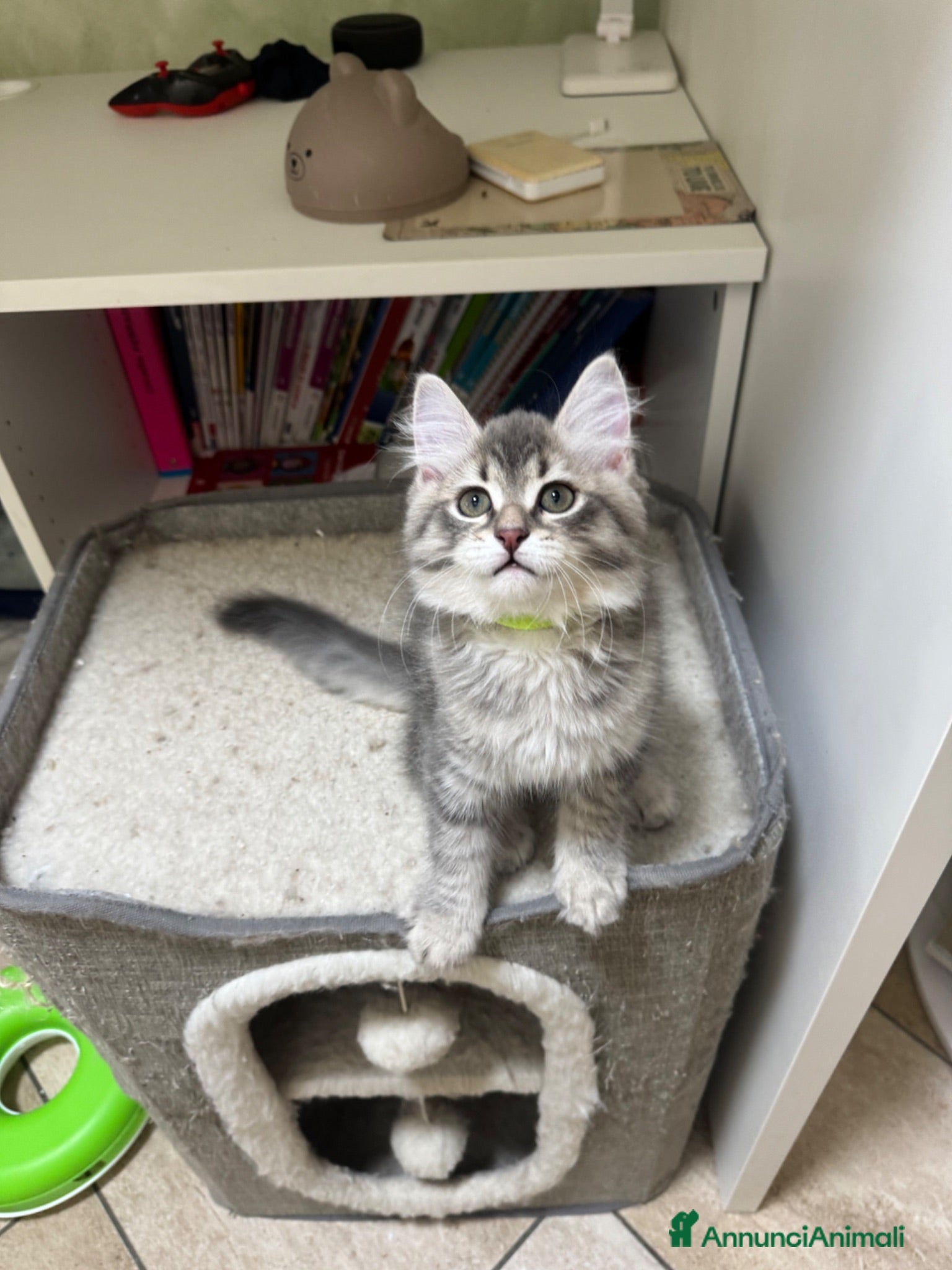 Siberiano gatti Ultimo cucciolo Siberiano pedigree ENFI  - Annuncio 2