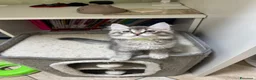 Siberiano gatti in vendita: Ultimo cucciolo Siberiano pedigree ENFI  - Annuncio 2