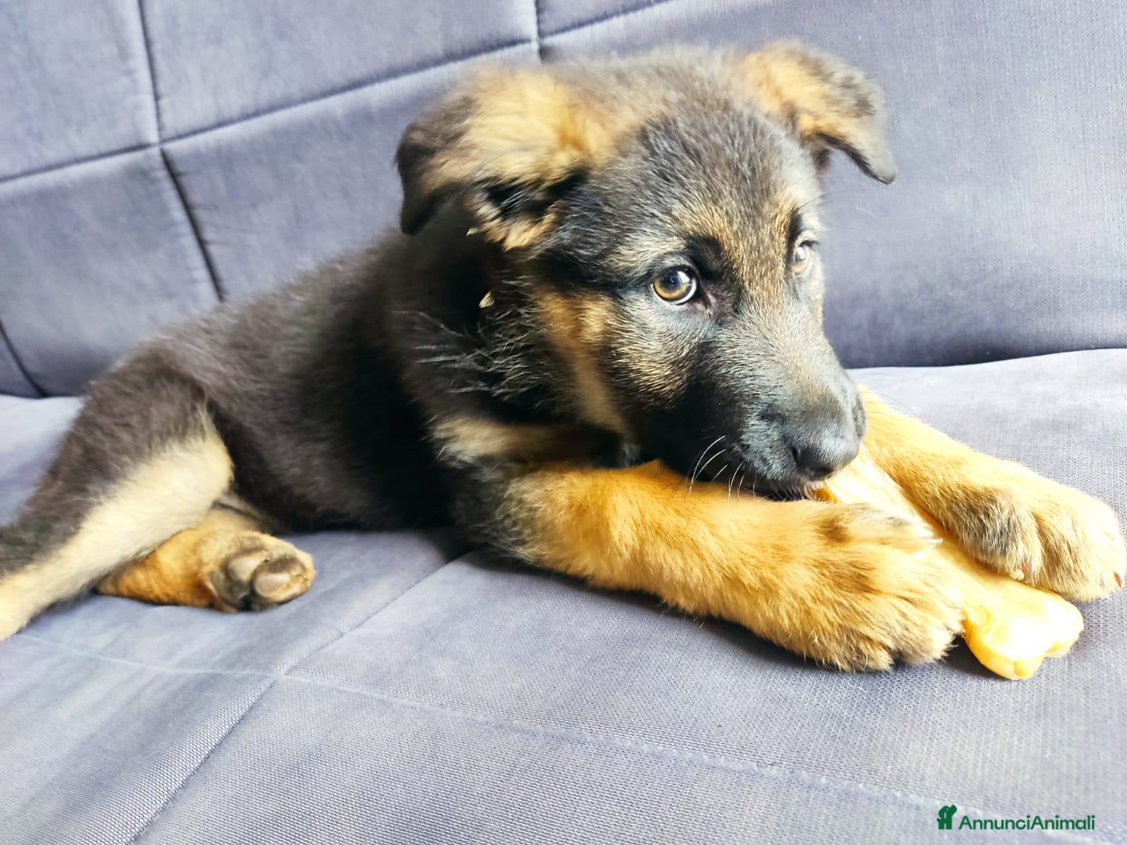 Meticcio cani Gaia 3 mesi, bellissima - Annuncio 1