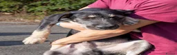 Meticcio cani in regalo: GUNN  - Annuncio 1