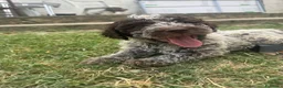 Lagotto cani in vendita: Cuccioli Lagotto Romagnolo  - Annuncio 12