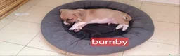Meticcio cani in regalo: Cucciolo di taglia piccola  - Annuncio 1
