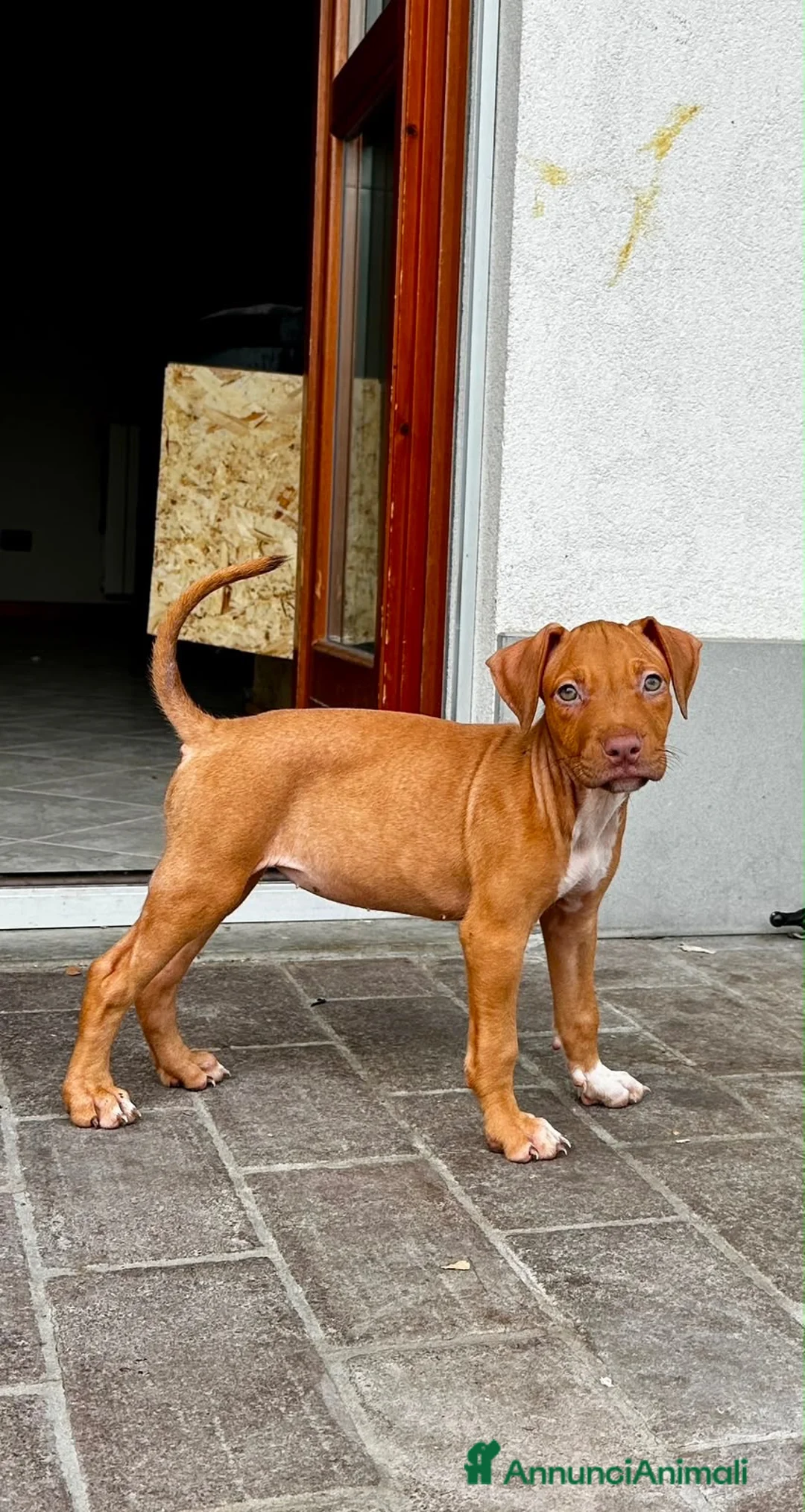 Pitbull cani in vendita: ULTIMA FEMMINA PITBULL UKC REDNOSE  - Annuncio 2